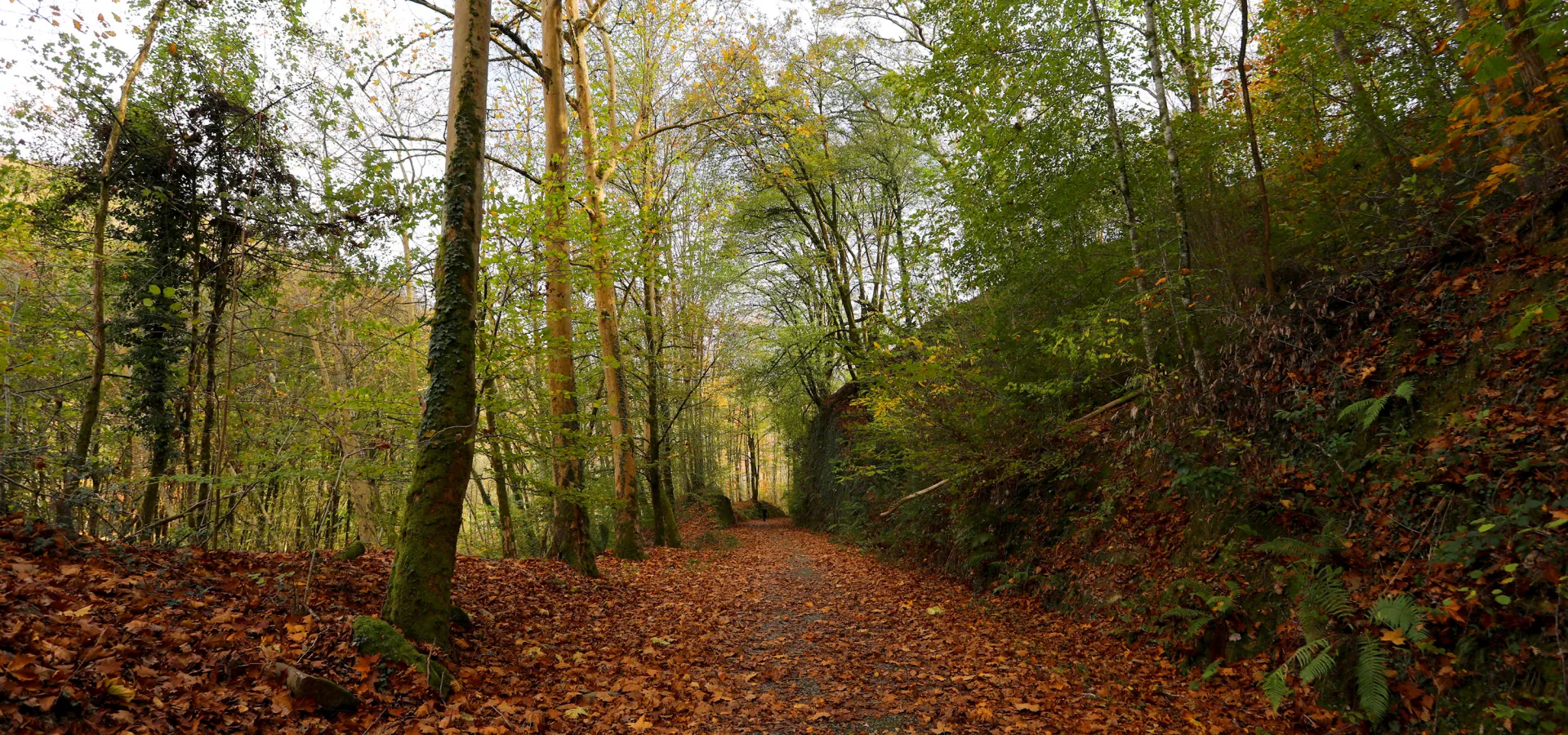 Sendero de tierra en otoño atravesando bosque mixto en el Parque Natural de Bertiz con hojas caídas.