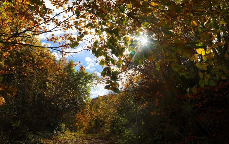 Camino arbolado en otoño con vegetación naranja en Peña Izaga, luz solar y montañas al fondo.