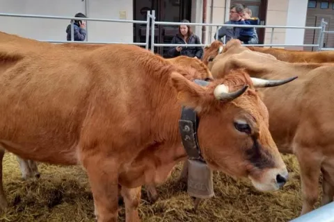 Feria de Alsasua