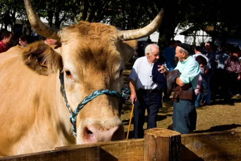 Ferias de otoño de Elizondo