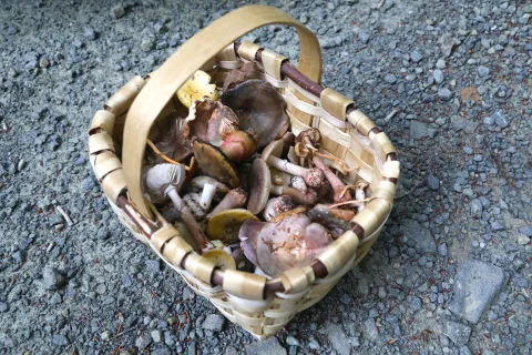 Cesta de mimbre llena de setas sobre camino de grava durante experiencia Orbelan en Arraitz, Plazaola-Sakana-Ultzamaldea.