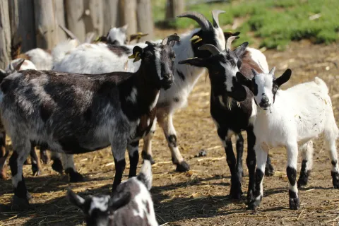 Rebaño de cabras en granja escuela de Ultzama, mezcla de ejemplares negros y blancos en corral de tierra.