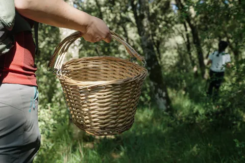 Senderista con cesta de mimbre para recolección de setas en bosque de Ultzama durante actividad micológica Saskiak.