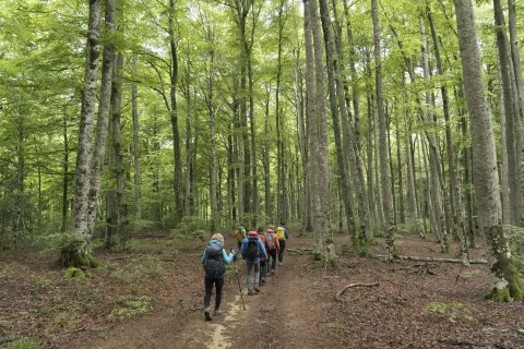 Senderistas caminan por bosque lleno de hojas naranjas caidas y rodeadas de arboles verdes en la esperiencia Lorentx.