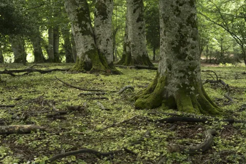 Bosque lleno de musgo, vegetacion y arboles verdes en el Pirineo de Navarra.