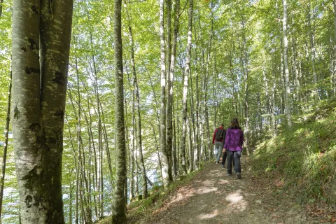 Selva de Irati