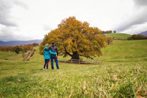 Valle de Ultzama | Roble milenario