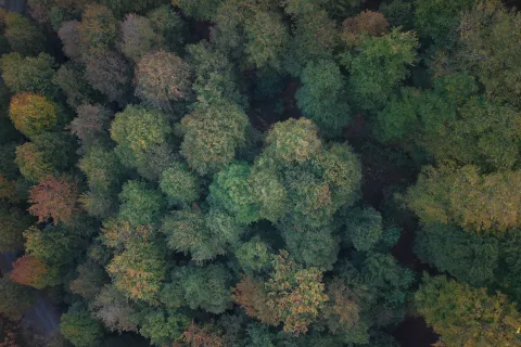 Bosque de otoño en el Valle de Ultzama en transición cromática, vista aérea.