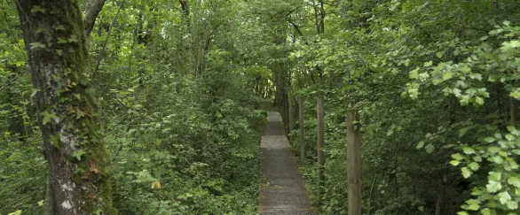 Camino de madera atravesando bosque verde de arboles que accede a Basoa Suites, en el valle de Ultzama, en Larrainzar.