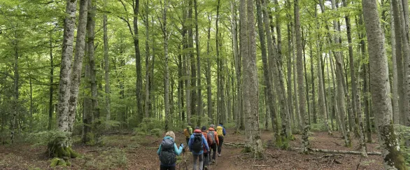Senderistas caminan por bosque lleno de hojas naranjas caidas y rodeadas de arboles verdes en la esperiencia Lorentx.