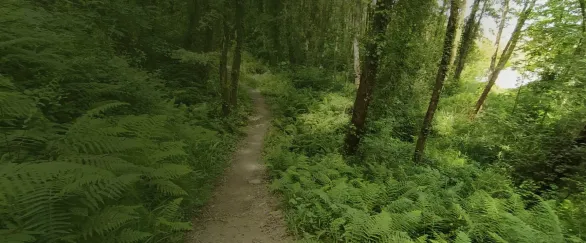 Forests