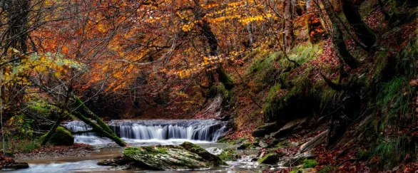 selva_de_irati_otono-1-1024x575