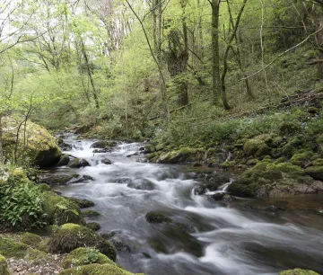 A river with waterfalls and lush woodland at Xorroxin Waterfall, surrounded by vegetation and moss-covered rocks.