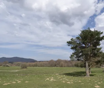 Arbol solitario en prado de la Calzada Romana del Pirineo, con montañas de fondo y cielo nublado.