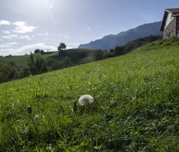 Prado de montaña baja con diente de león en primer plano, valle de Araitz y caserío tradicional al fondo.