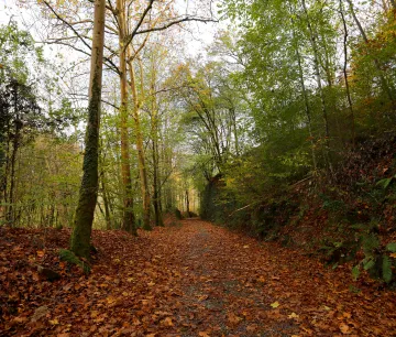 A dirt track in autumn winding through mixed woodland in Bertiz Natural Park, strewn with fallen leaves.