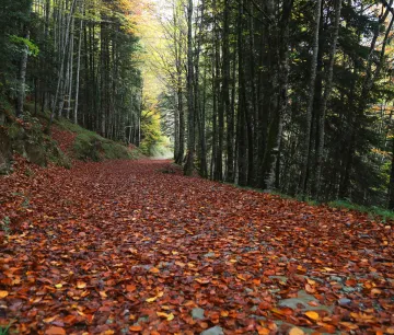 An autumn beech forest in the Irati Forest, with the ground covered in copper-coloured leaves and a dense canopy.