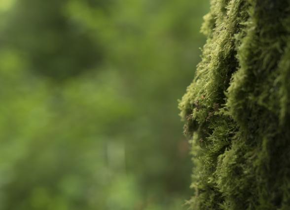 Detalle de musgo verde en tronco de árbol.