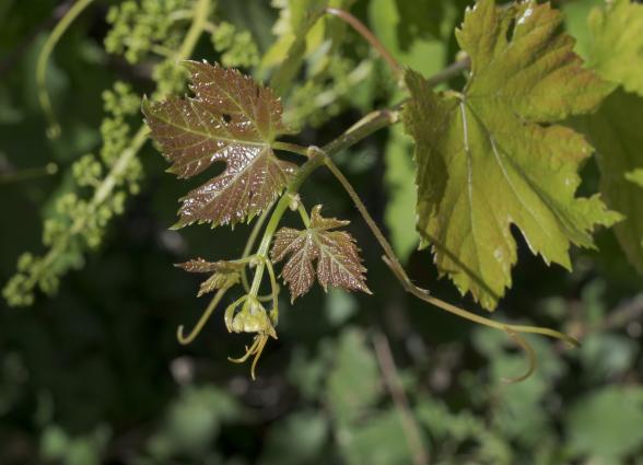 Detalle de hojas de vid en brotacion temprana con coloracion rojiza caracteristica, Bodega Azpea de Lumbier.