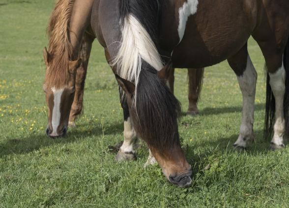 Dos caballos pastando en libertad prado verde perteneciente a la experiencia de Caballos del bosque.