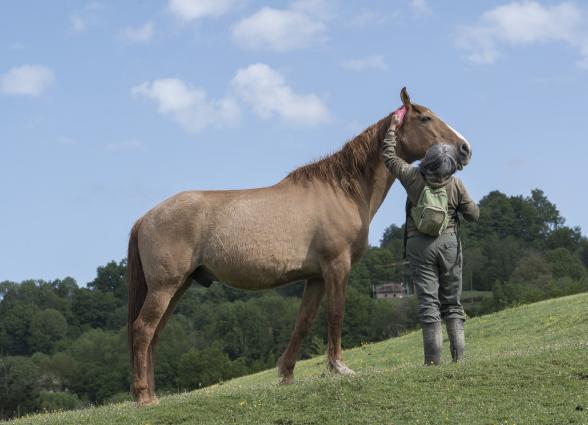 Propietaria de la experiencia Caballos del bosque cepilla a uno de los caballos en un prado verde con monte boscoso al fondo.