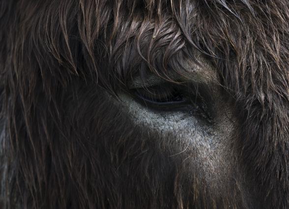 Detalle de ojo y pelaje oscuro y laro de caballo de un caballo, primer plano.