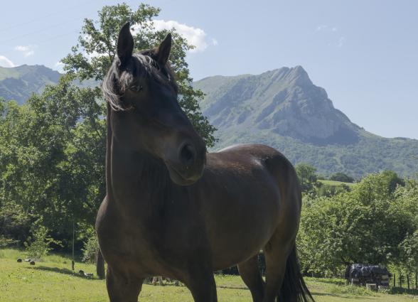 Caballo marron en prado del calle de Araitz con sierra al fondo, paisaje de la experiencia de Ekino Aukera.