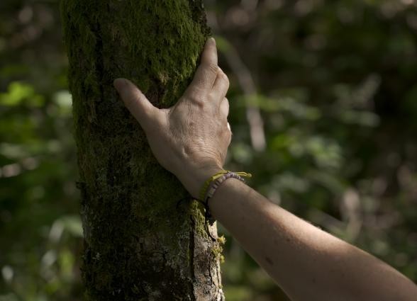 Mano tocando tronco musgoso en bosque del valle de Araitz.