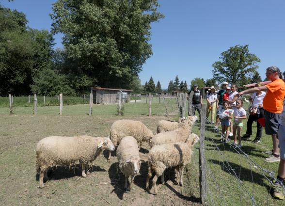 Visitantes observan rebaño de ovejas en la granja escuela de Ultzama durante actividad educativa.