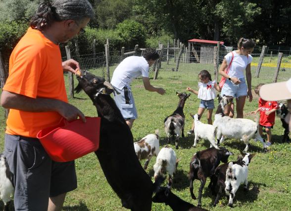 con cabras en granja escuela del de Ultzama, donde visitantes alimentan y acarician animales en prado cercado.