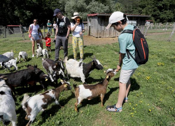 s en granja escuela del de Ultzama, donde visitantes alimentan y acarician animales en prado cercado.
