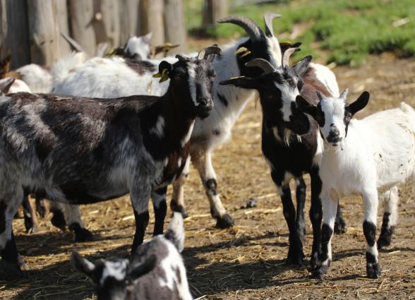 Rebaño de cabras en granja escuela de Ultzama, mezcla de ejemplares negros y blancos en corral de tierra.
