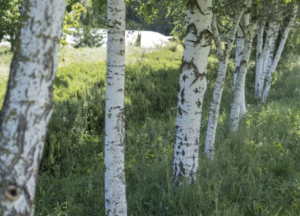 Hilera de troncos de árboles frutales de cultivo ecológico en Experiencia Josenea Bio de Lumbier, Comarca de Sangüesa.