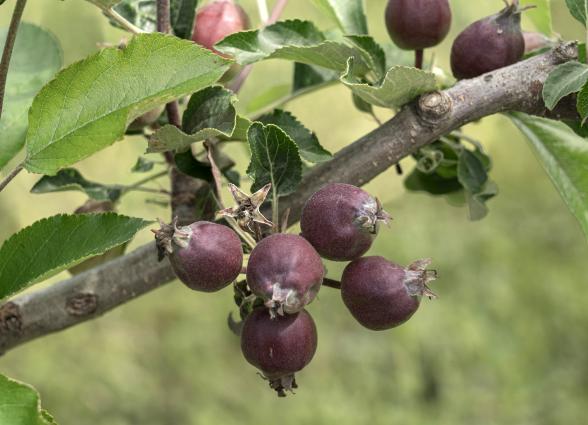 Frutos maduros de arándano en rama con hojas verdes en Josenea Bio de Lumbier, Comarca de Sangüesa.