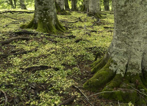 Suelo de bosque lleno de flores y vegetación con troncos cubiertos de musgo y hojarasca verde en el Pirineo de Navarra.