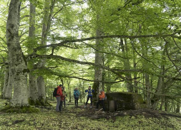 Grupo de senderistas en bosque