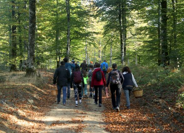 con cestas de mimbre recorriendo sendero en bosque del Valle de Ultzama en otoño, con hojas secas en el suelo.