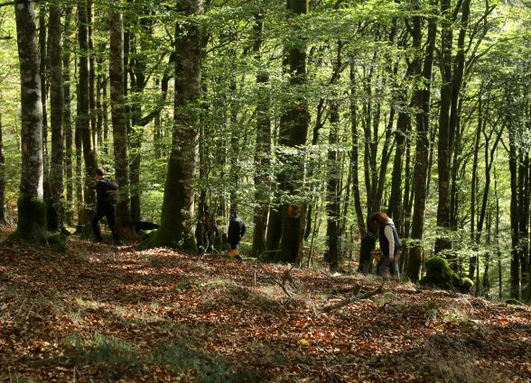 Senderistas recorren sendero forestal en bosque del Valle de Ultzama con suelo cubierto de hojarasca.