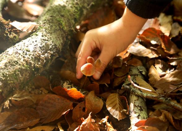 Mano de niño recolectando seta en bosque de Ultzama, desde suelo lleno de hojas.