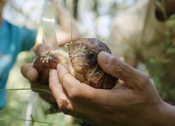Mano sosteniendo hongo recién recolectado en bosque de Ultzama, experiencia turistica Saskiak.