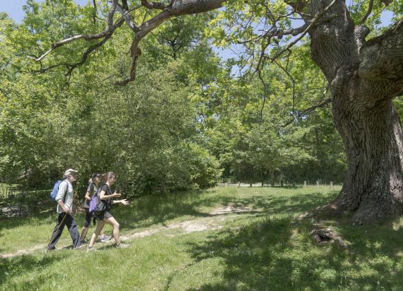 ruta por robledal del camping de Etxarri caminan por un sendero mientras una guía les da explicaciones sobre el sitio.