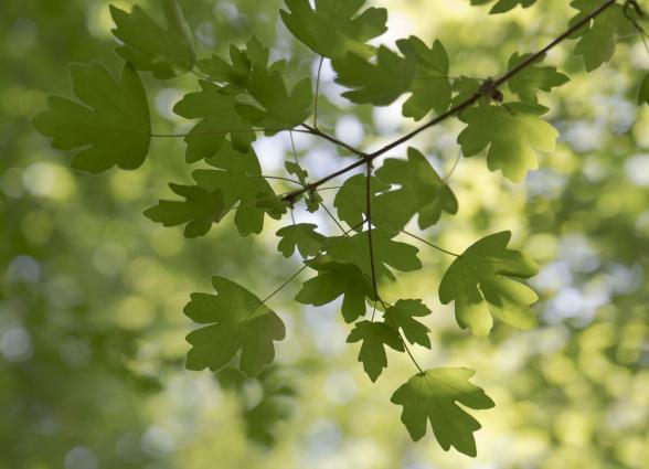 Detalle de hojas de arbol verde.