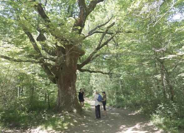 Guia rodeada de arboles en rob