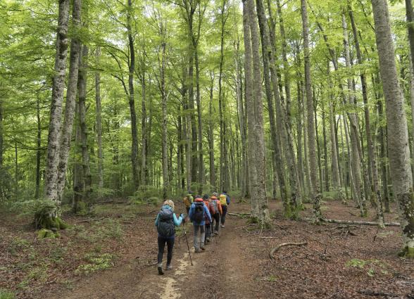 Senderistas caminan por bosque lleno de hojas naranjas caidas y rodeadas de arboles verdes en la esperiencia Lorentx.
