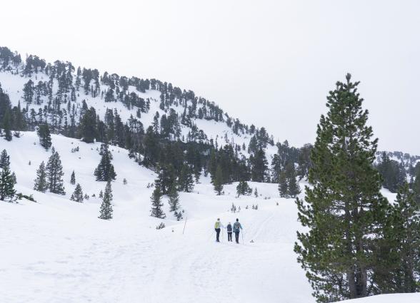 Grupo de senderistas con raquetas de nieve recorriendo prado nevado entre pinar en Larra-Belagua, Pirineo navarro.