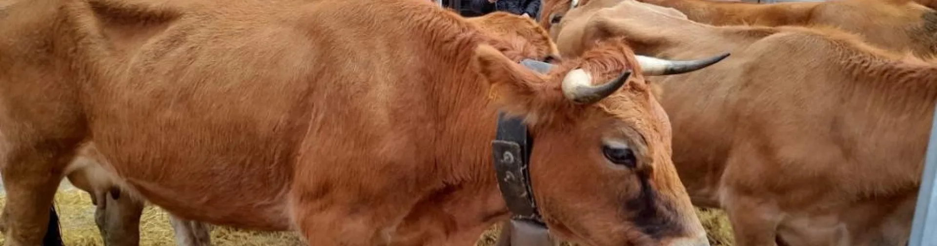 Feria de Alsasua