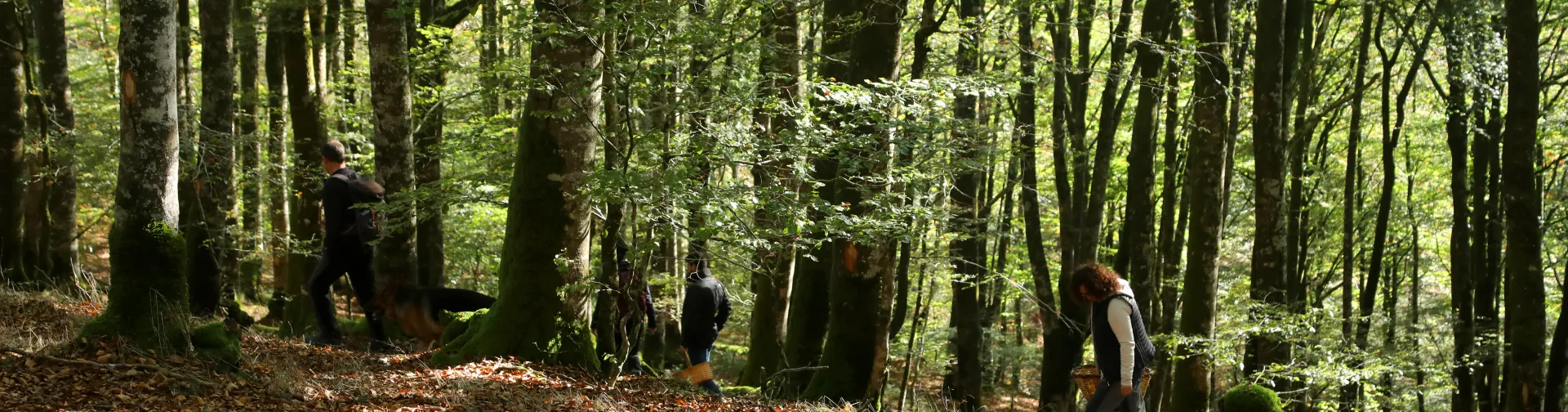 Senderistas recorren sendero forestal en bosque del Valle de Ultzama con suelo cubierto de hojarasca.