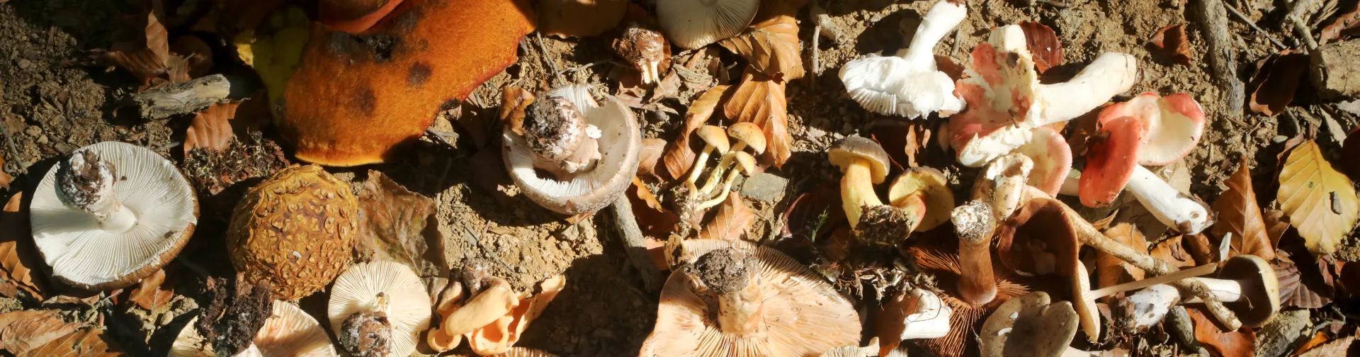 Recolección de setas en el Valle de Ultzama con diversidad de especies en suelo de bosque, rodeado de hojas.