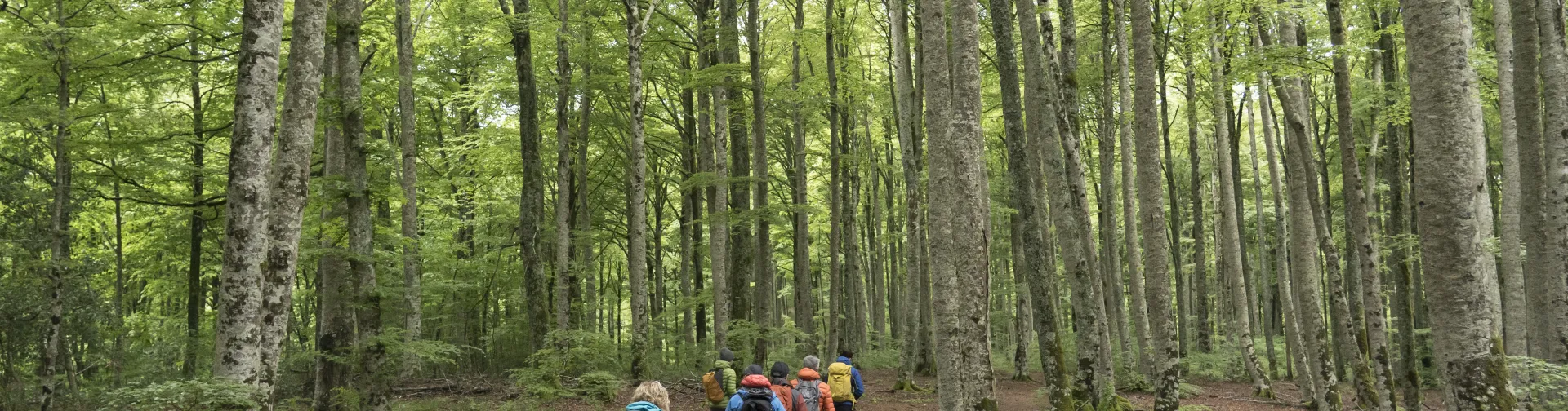 Senderistas caminan por bosque lleno de hojas naranjas caidas y rodeadas de arboles verdes en la esperiencia Lorentx.