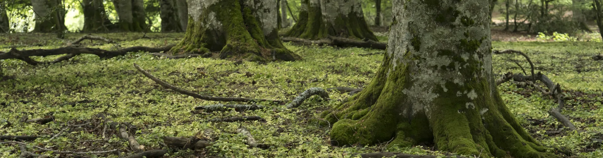 Bosque lleno de musgo, vegetacion y arboles verdes en el Pirineo de Navarra.